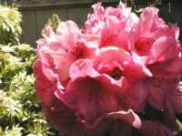 Rhodo