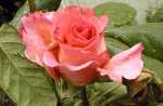 Rosebud