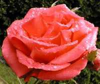 Wet Rose