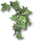 ivy
