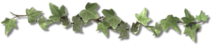 ivy