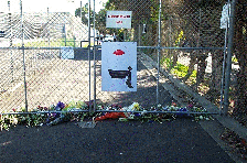 Flowers at the gate
