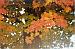 Maple Map
