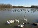 Swan (& Duck) Lake