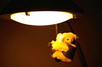 Koala on My Lamp