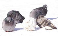 Birds of Different Feather Flock for Freezing Day