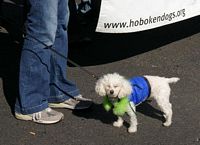 The Cutest Dog in Hobotown