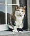 Cat-astrophe