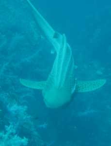 leopard shark