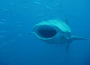 Whaleshark