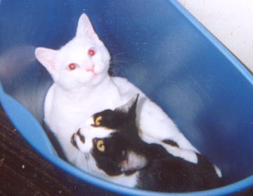 My two little kitties, Elvis and CC (I didn't put them in that garbage can, they were fighting in there themselves...)