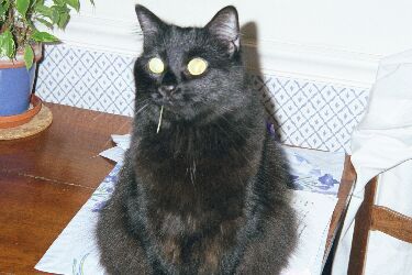 One BAD cat