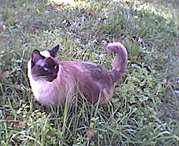 my cat Gypsy