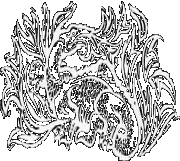 Salamander