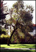 Vote to see a TREE blown up!