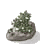 Deadly Noxious Herb