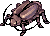 Female Thief Bug