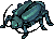 Male Thief Bug
