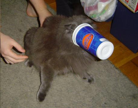 Theres a cup on his head