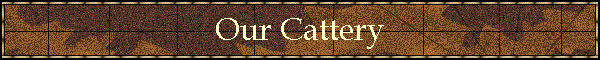 Our Cattery
