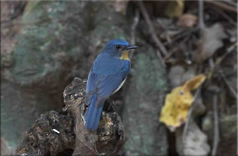 Tickell's Blue Flycatcher