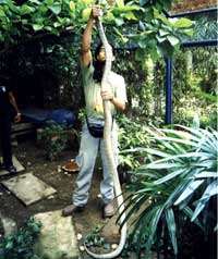 Length of a King Cobra