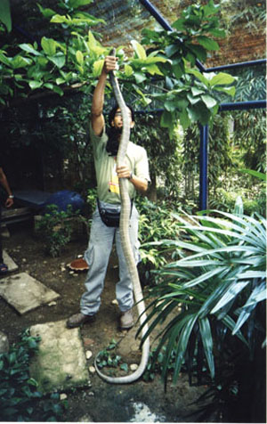 stretched out with a King cobra