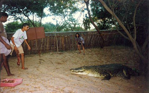 Rahul feeds a crocodile  at the croc bank