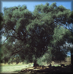 Olive Tree