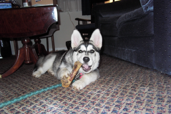 Kiana in her new home (15 Feb 2004) with a big welcoming bone