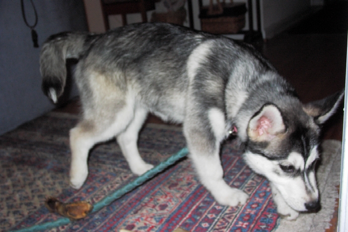 Kiana, exploring the smells of her new house (15 Feb 2004)