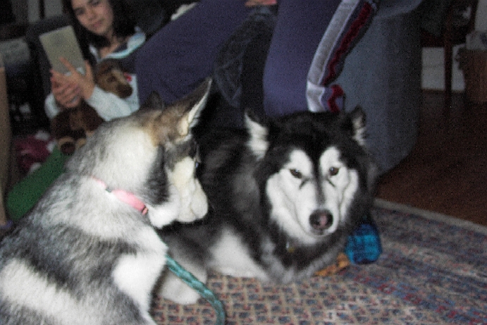 Yukon and Kiana - new "siblings" sizing each other up (15 Feb 2004)
