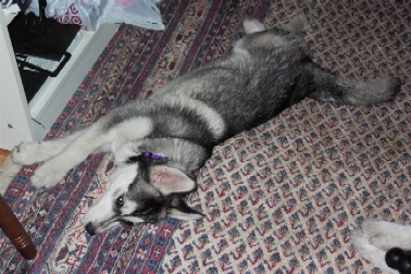 How can one little puppy take up so much space... (21 Mar 2004)