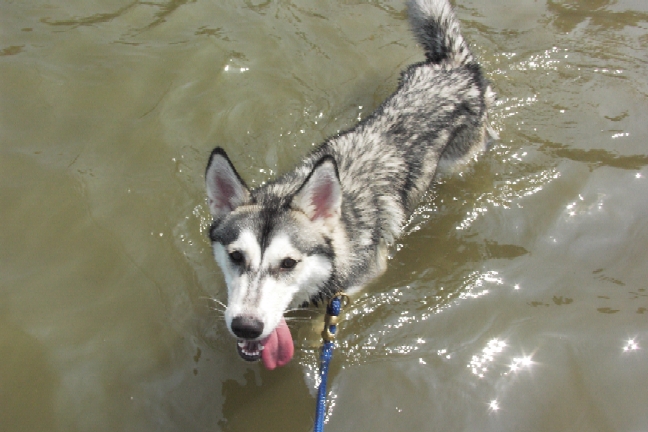 Who says Malamutes don't like the water?&nbsp; (Chesapeake Bay, Oct 2004)