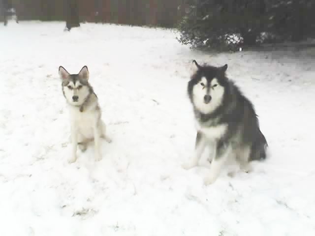 SNOW DOGS!!!&nbsp; Yukon and Kiana together in the snow - Rockville, MD (19 Jan 2005)