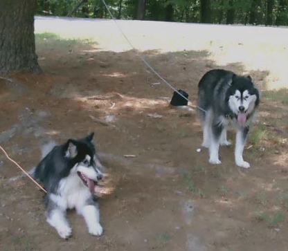 Yukon (right) and Magic (left) sharing some downtime.
