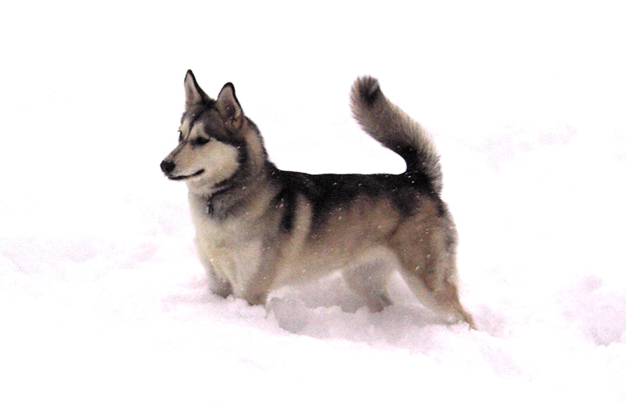 12 Feb 2006 - Even Kiana is surprised at all the snow!&nbsp; =o)