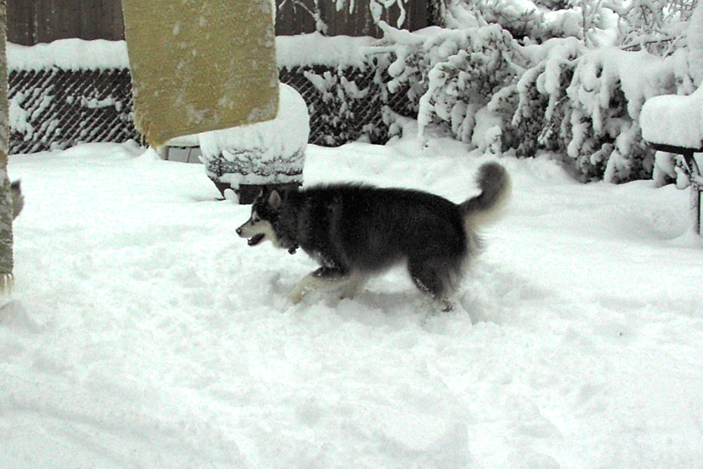 12 Feb 2006 - Yukon on the hunt for Kiana