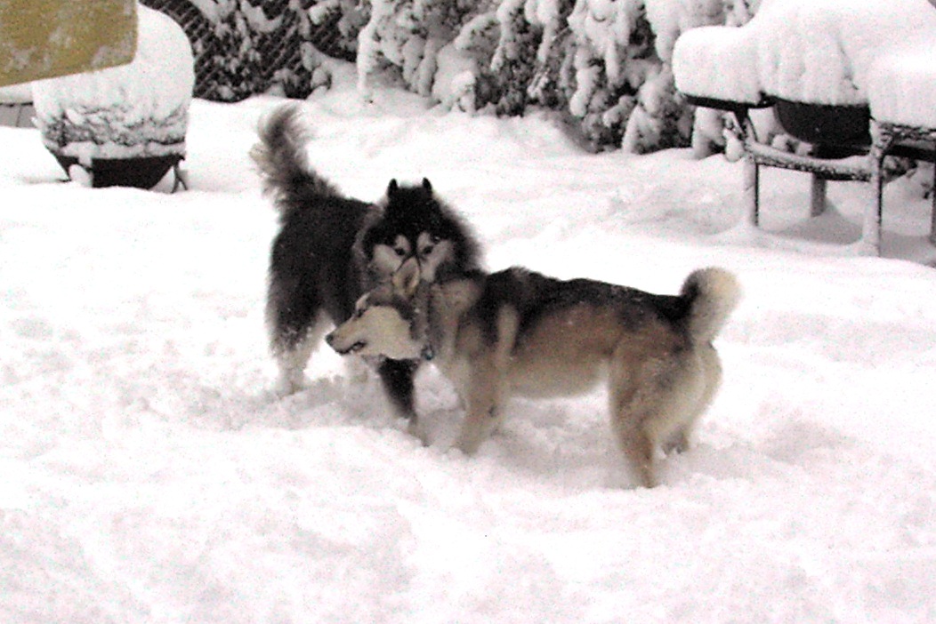 12 Feb 2006 - It's wrestling time... Yukon goes for the headlock!