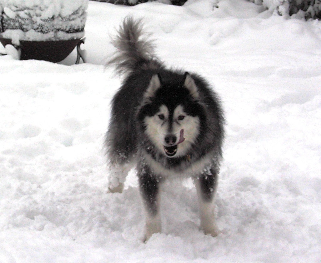 12 Feb 2006 - Playing in the snow sure works up an appetite!