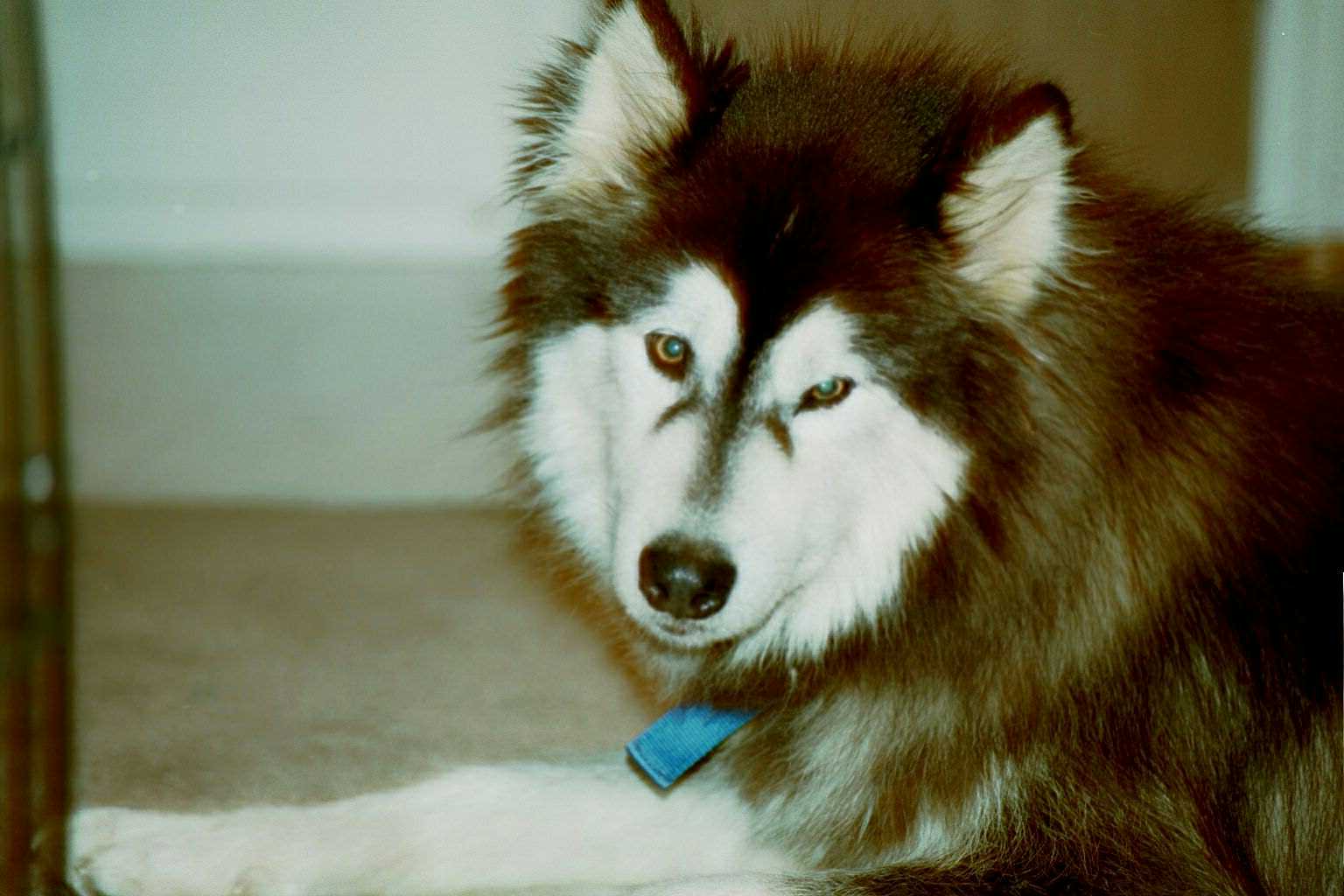 Our big, cuddly Malamute