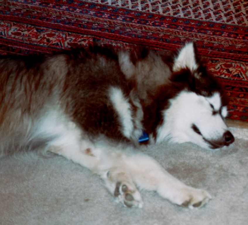 Yukon after a long day of adventrue -- or just about any time
