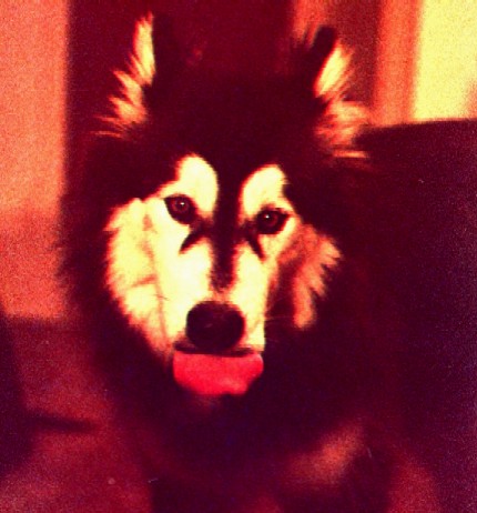 How Yukon feels about baths, getting his nails trimmed, or getting brushed