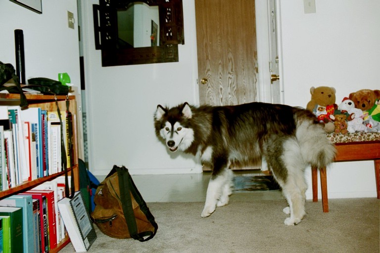 Yukon - Ready as always for a walk