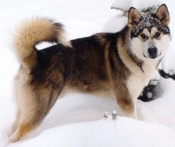 Sable and white sales malamute