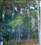 Trees1a.jpg