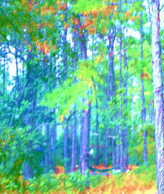 Trees2a.jpg