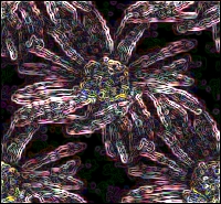 /user/TRIPPYFLOWER.jpg