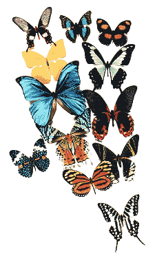 /user/butterflycluster3.gif