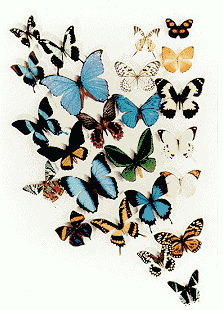 /user/butterflycluster4.gif